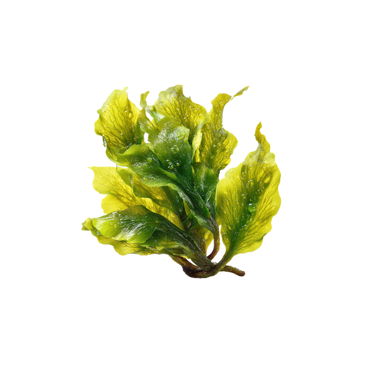 Alaria Esculenta